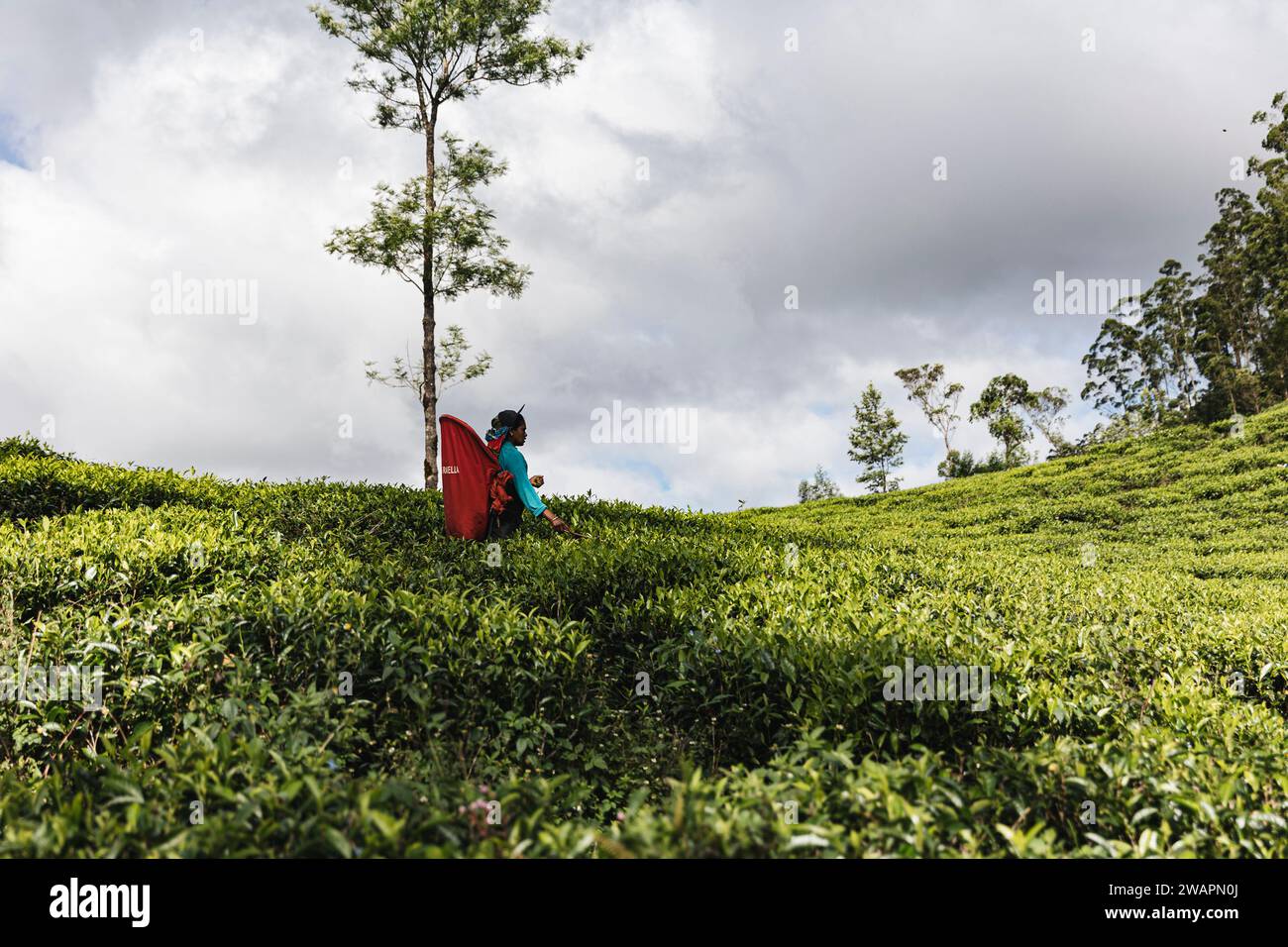 Cueilleurs de thé dans les plantations au Sri Lanka, novembre 2023. copyright CarolJMoir /Alamy Banque D'Images