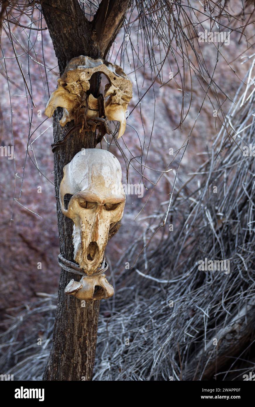 Crânes et os d'animaux sur un arbre près de la cabane de chaman dans le village de la tribu Damara, Namibie. Banque D'Images