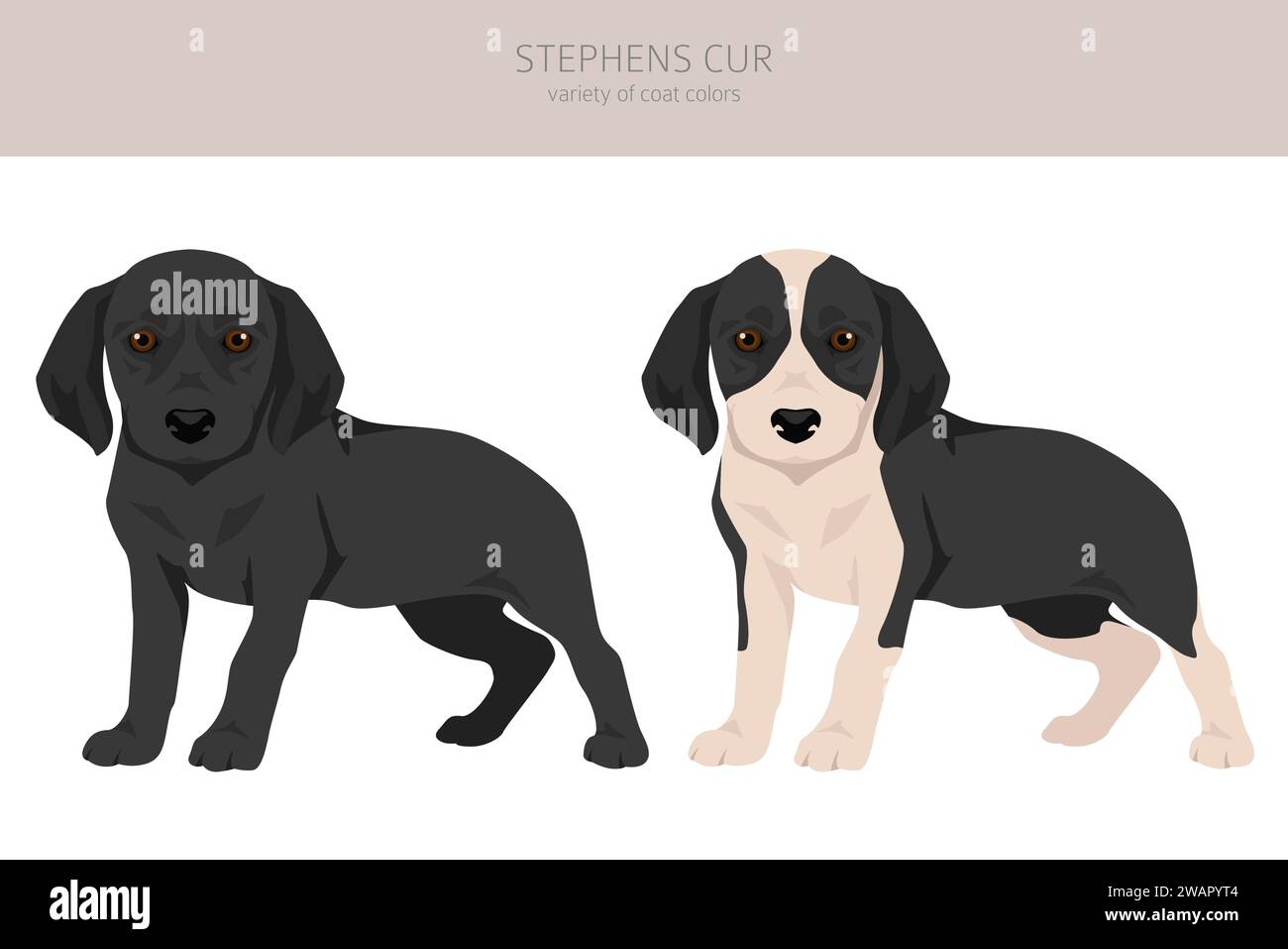 Stephens cur chiots clipart. Toutes les couleurs de manteau définies. Infographie des caractéristiques de toutes les races de chiens. Illustration vectorielle Illustration de Vecteur