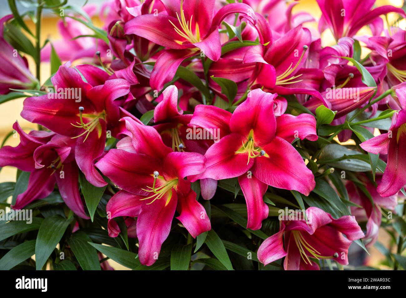 Gros bouquet de fleurs de Lily 'Paraguay' en gros plan Banque D'Images