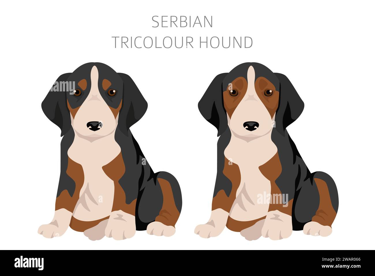 Clipart de chiots tricolores serbes. Toutes les couleurs de manteau définies. Infographie des caractéristiques de toutes les races de chiens. Illustration vectorielle Illustration de Vecteur