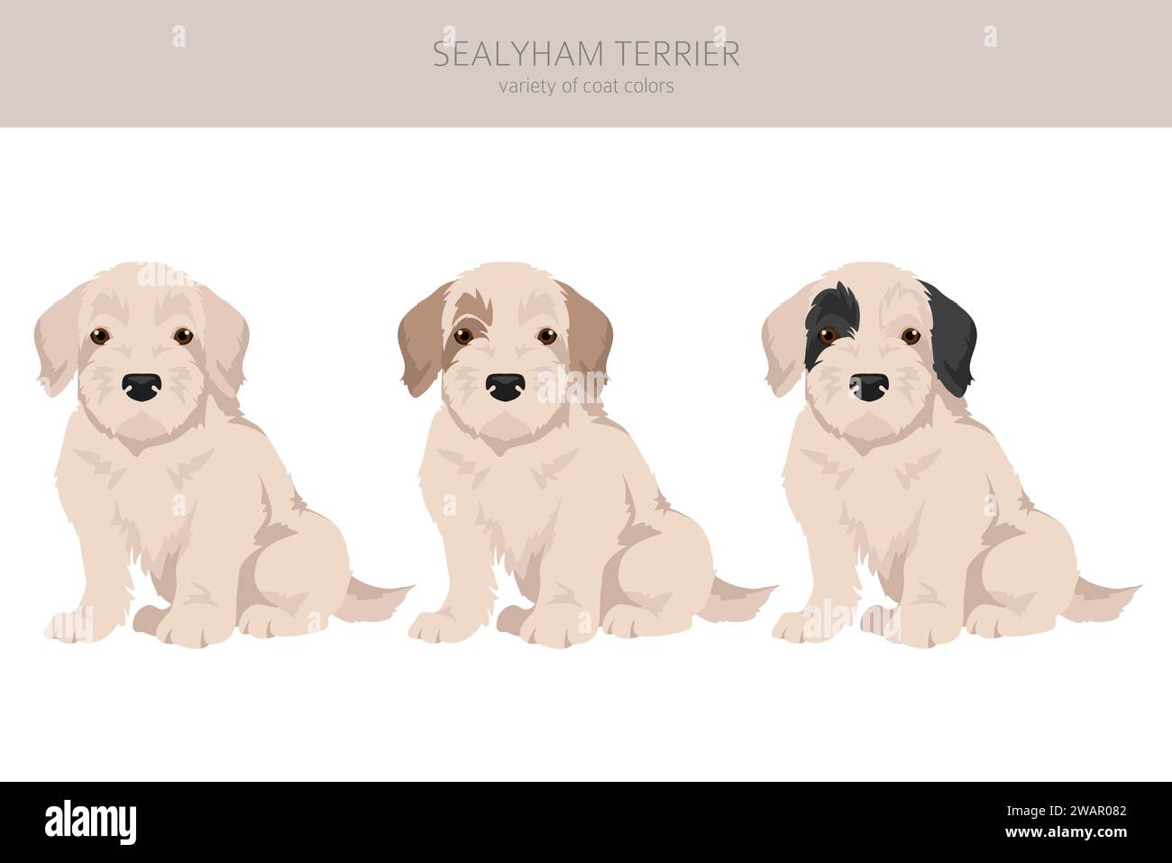 Sealyham terrier chiots clipart. Différentes poses, couleurs de manteau définies. Illustration vectorielle Illustration de Vecteur