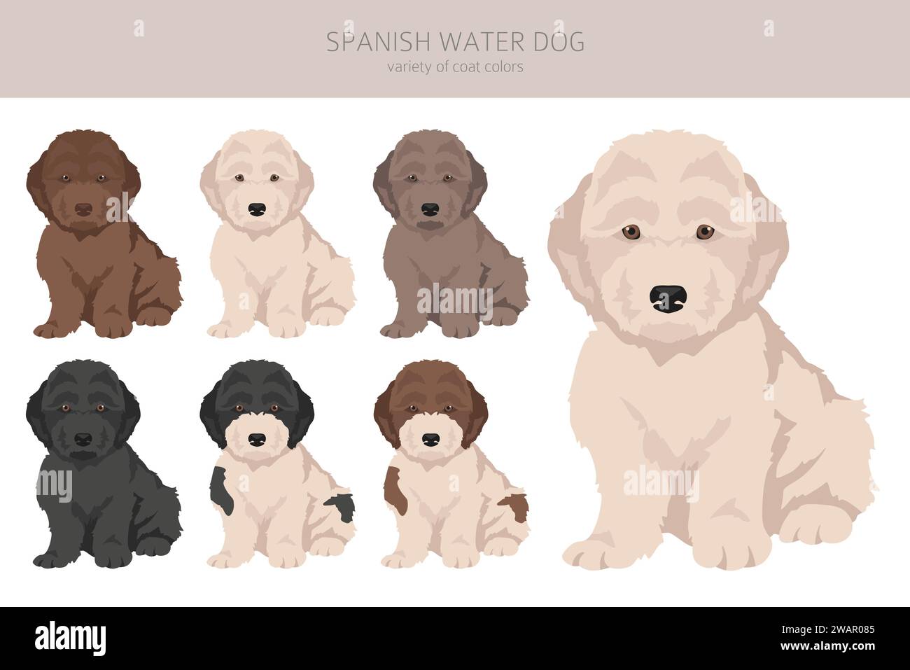 Couleurs de manteau de chien chiots de l'eau espagnole, différentes poses clipart. Illustration vectorielle Illustration de Vecteur