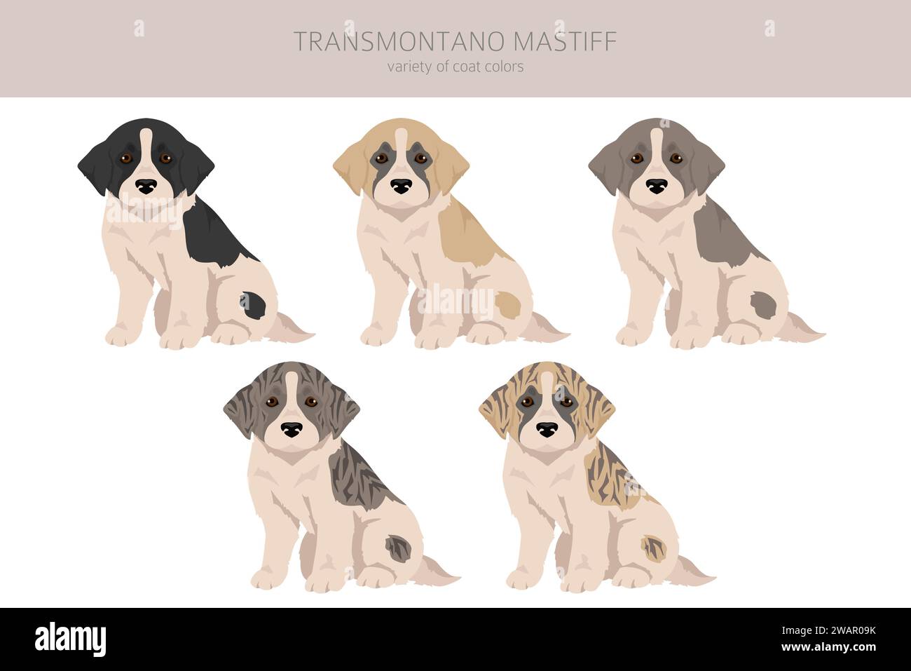 Transmontano Mastiff chiots clipart. Toutes les couleurs de manteau définies. Infographie des caractéristiques de toutes les races de chiens. Illustration vectorielle Illustration de Vecteur