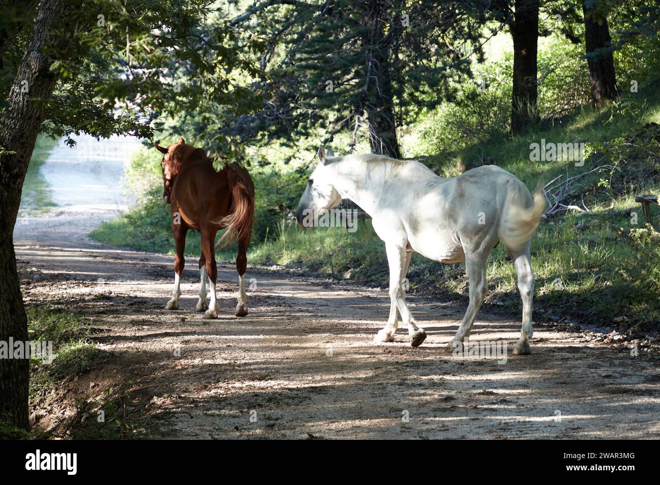 des chevaux libres dans les bois Banque D'Images