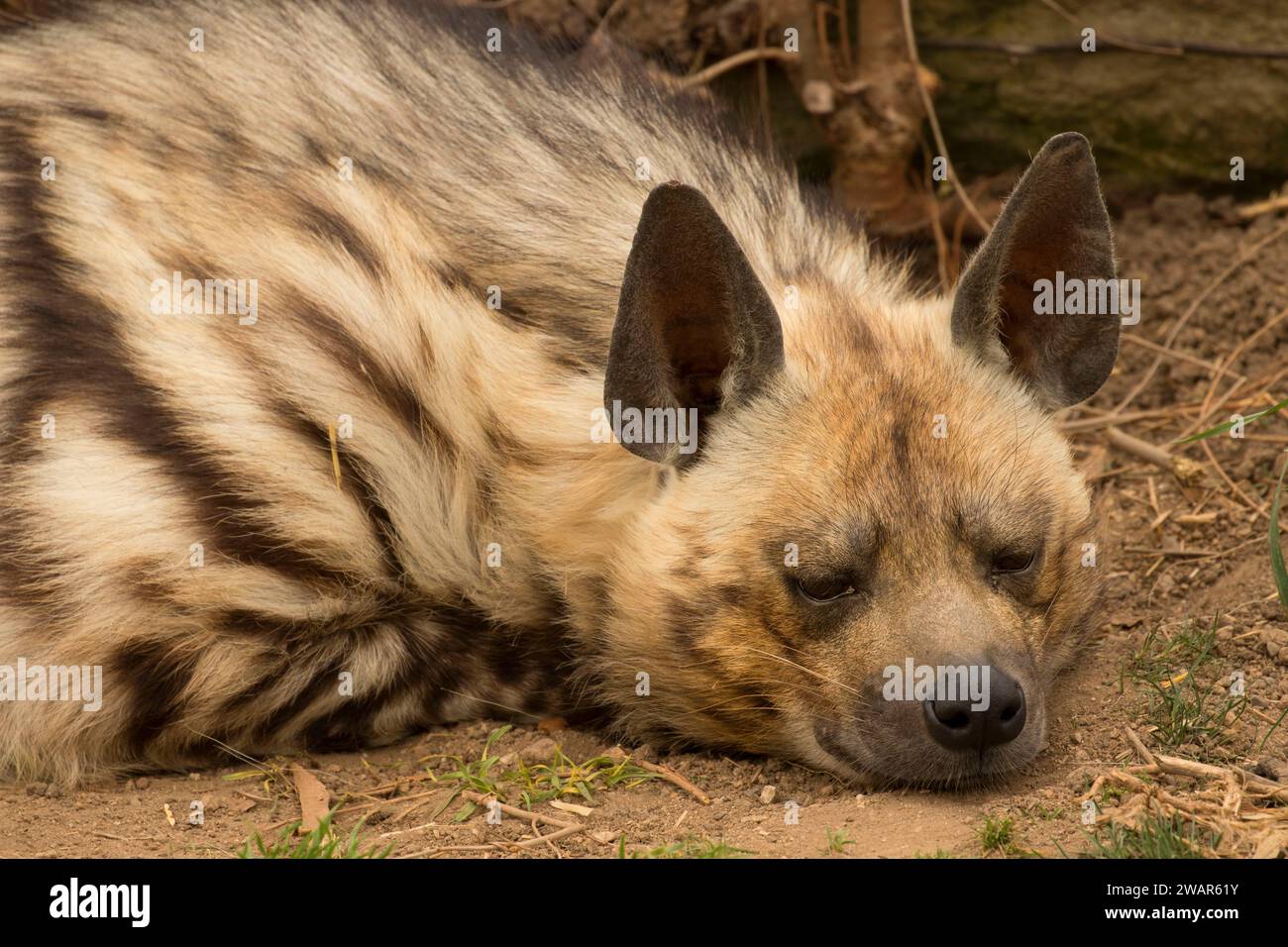 Hyène rayée (Hyaena hyaena), Zoo Boise, Julia Davis Park, Boise, Idaho Banque D'Images