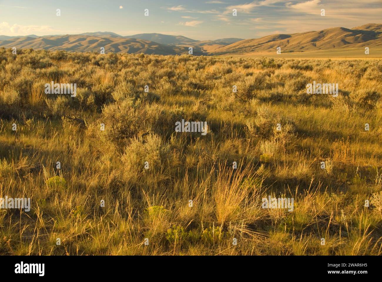 Ranchland, comté de Lewis et Clark, Montana Banque D'Images