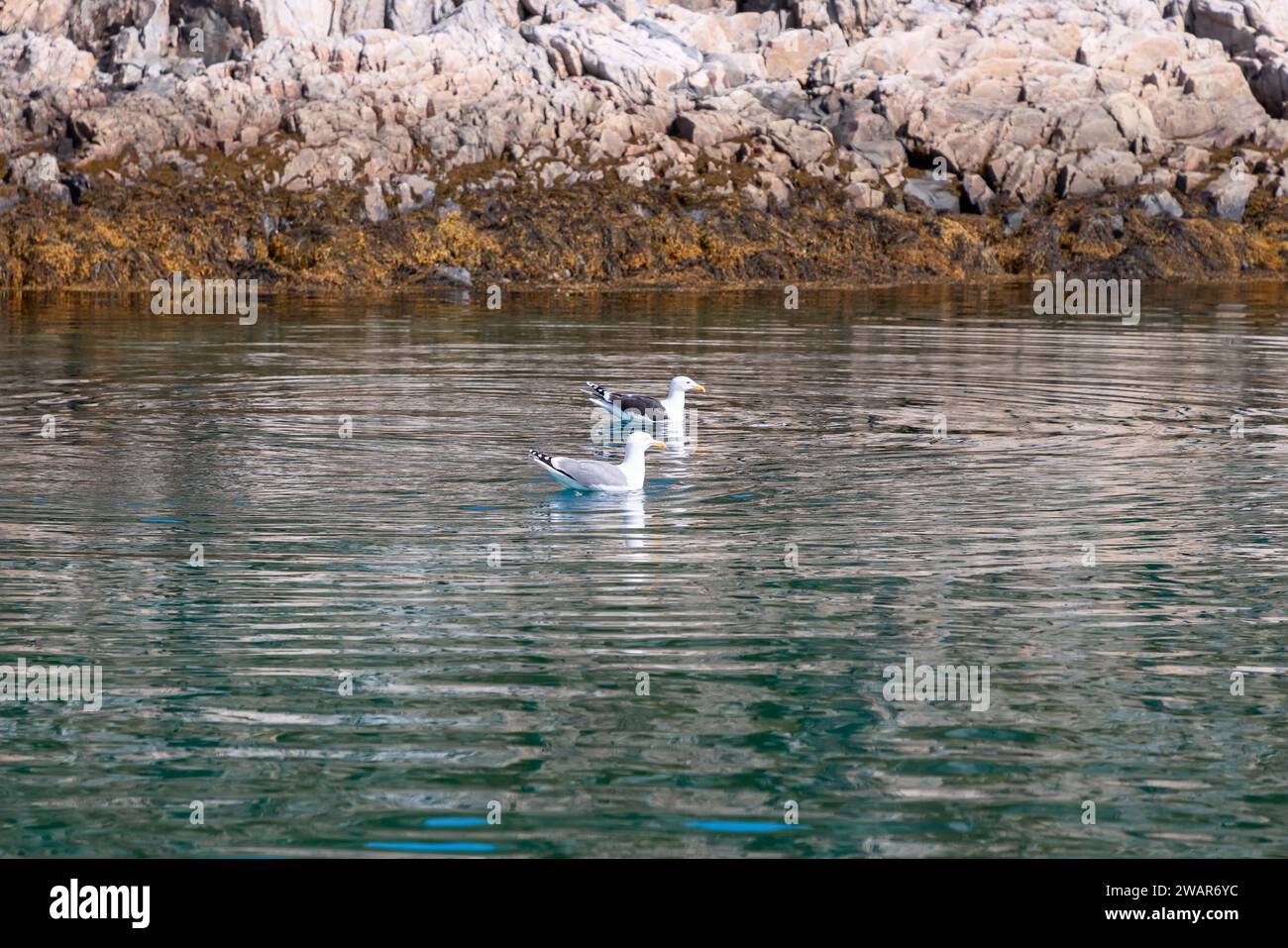 Deux mouettes flottent calmement sur les eaux réfléchissantes près des rivages rocheux, avec des pierres couvertes d'algues et un ciel clair au-dessus. Île des Lofoten, Norvège Banque D'Images