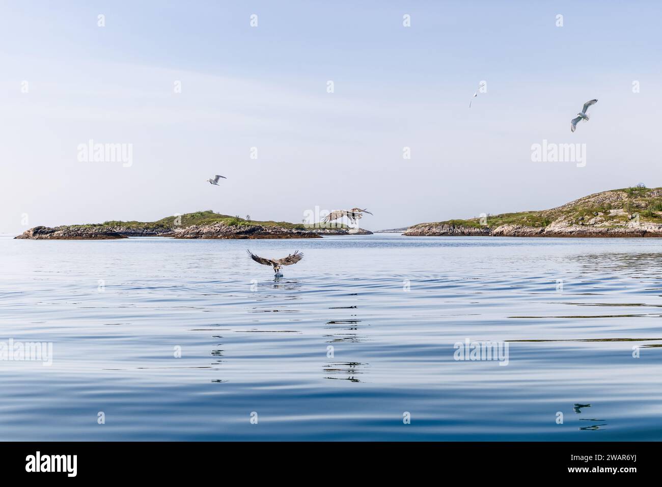 Le ciel norvégien au-dessus des Lofoten est un théâtre de la nature avec des aigles à queue blanche descendant gracieusement sur des eaux calmes. Norvège Banque D'Images