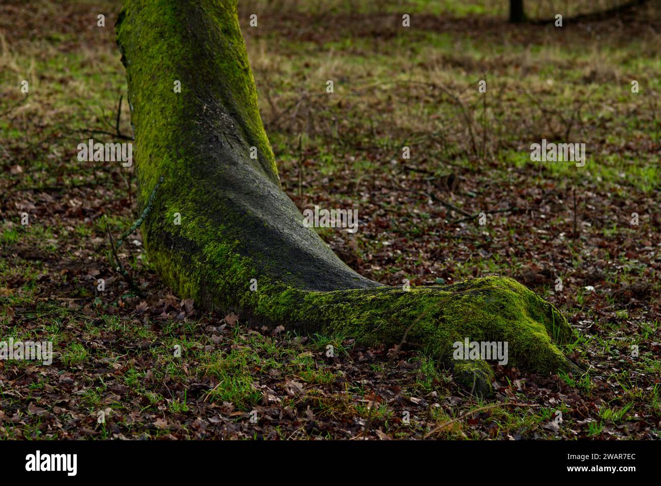 gros plan du pied d'un arbre qui ressemble à l'imitation d'un pied ou d'une patte d'un animal Banque D'Images