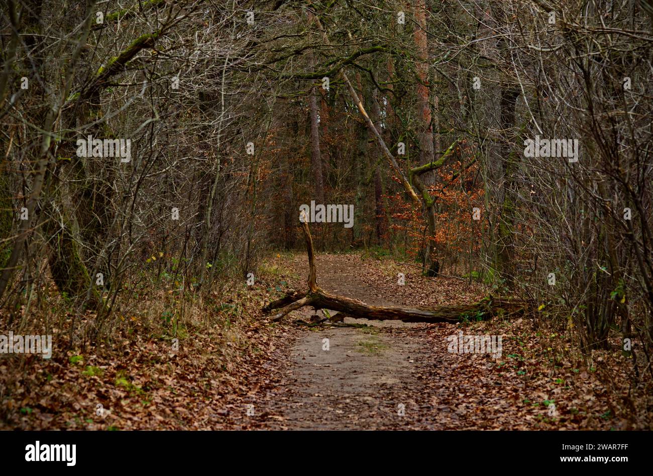 Une branche cassée est posée sur un sentier à travers des haies Banque D'Images