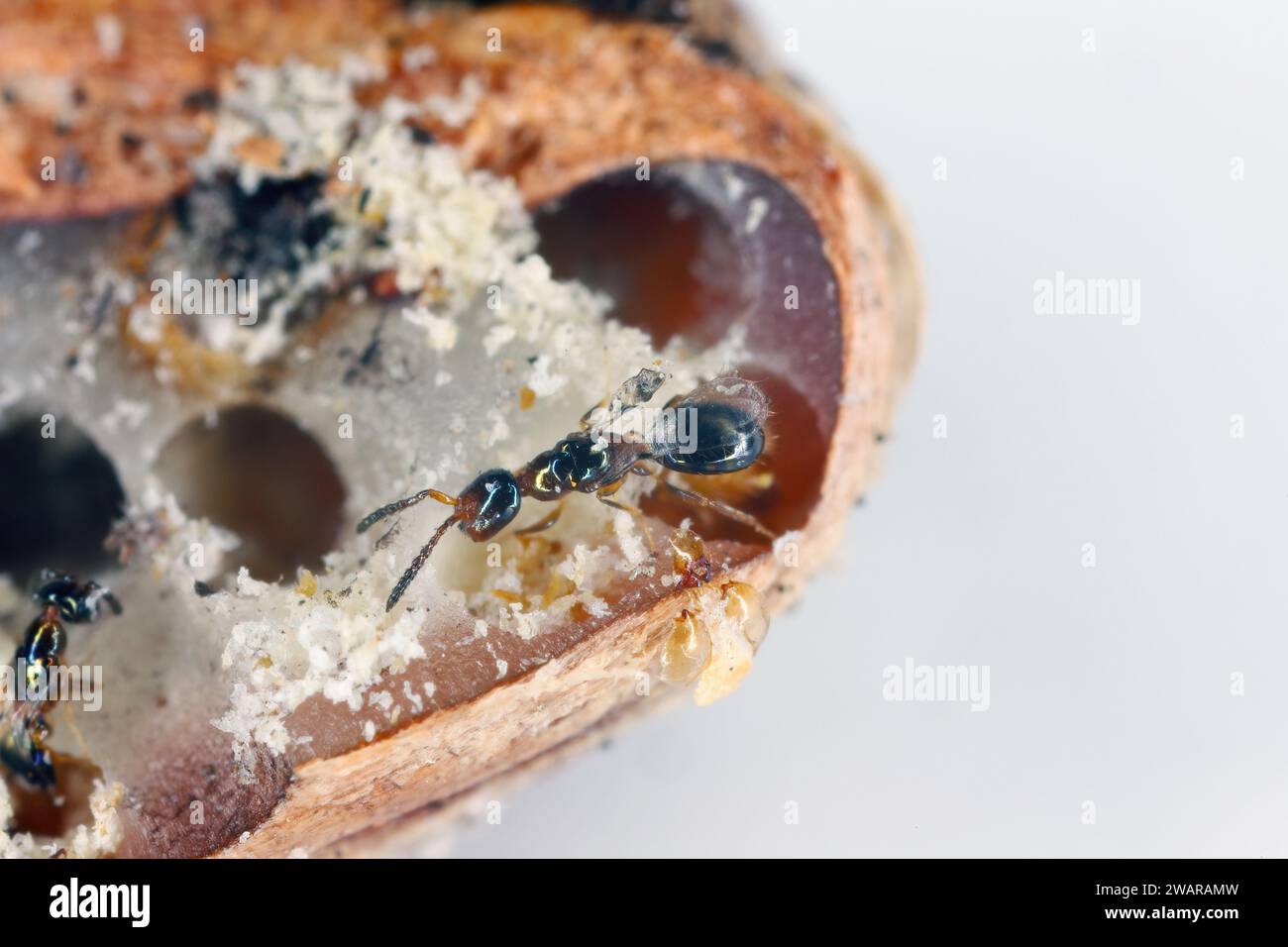 Guêpe parasitoïde du genre Laelius, famille des Bethylidae, trouvée dans les graines d'un palmier infesté par la pyrale des graines du palmier (Coccotrypes dactyliperda). Banque D'Images