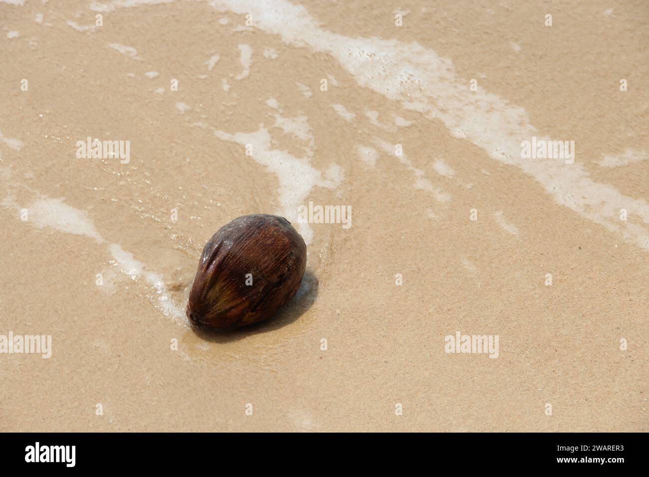 Une belle scène de plage tropicale avec une seule coque de noix de coco reposant dans le sable au bord du rivage Banque D'Images