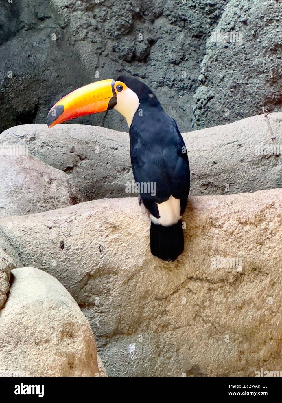 Un bel oiseau perché au sommet d'un rocher dans un habitat de zoo, regardant au loin Banque D'Images