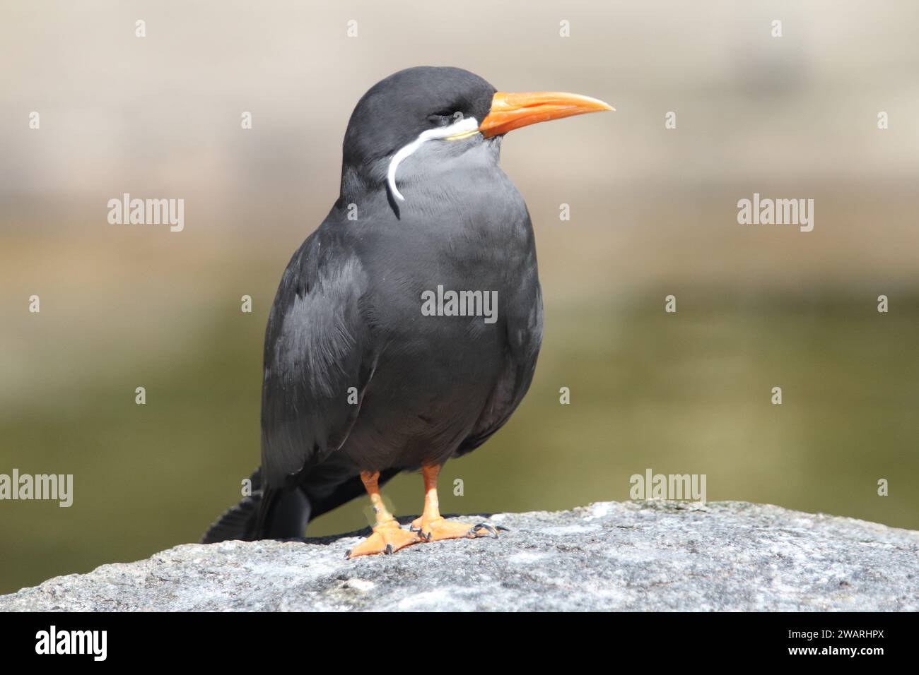 La sterne inca (Larosterna inca) est une sterne de la famille des Laridae Banque D'Images