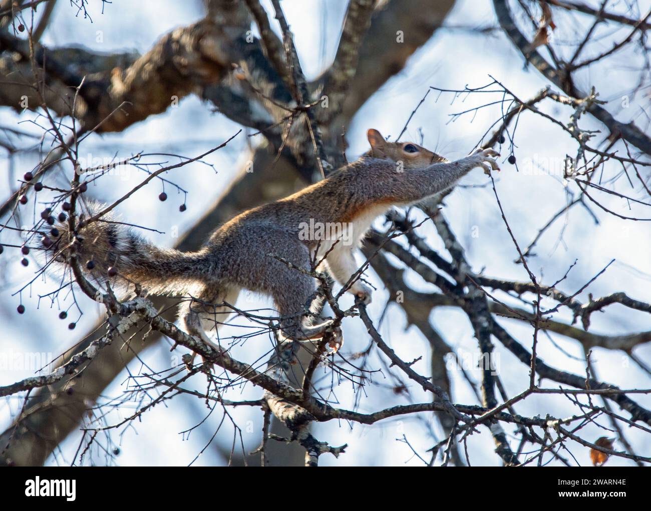 Un écureuil gris s'équilibre percarieusement sur les branches des arbres lorsqu'il atteint une baie. Banque D'Images
