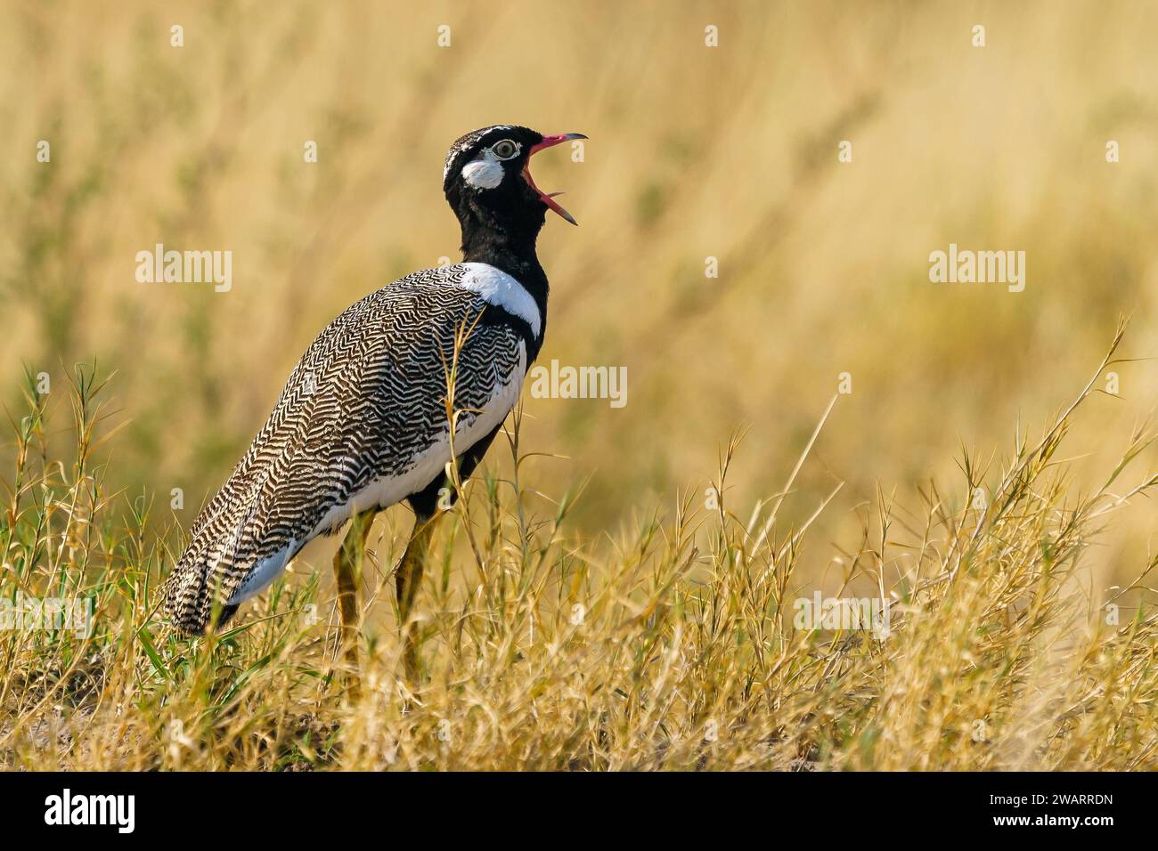 Un korhaan noir du Nord chantant dans la réserve animalière du Kalahari central, au Botswana. Banque D'Images