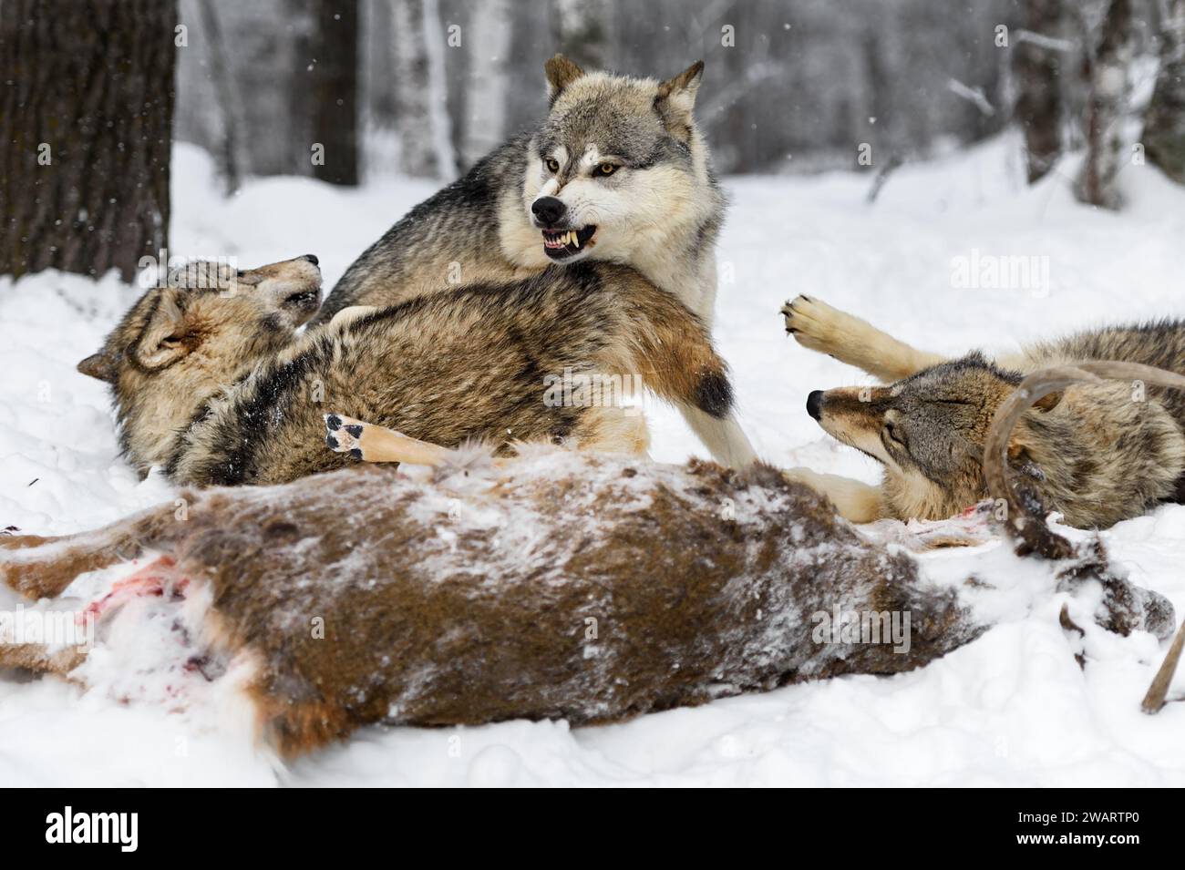 Le loup gris (Canis lupus) grogne chez les yearlings à Deer Carcass Winter - animaux captifs Banque D'Images