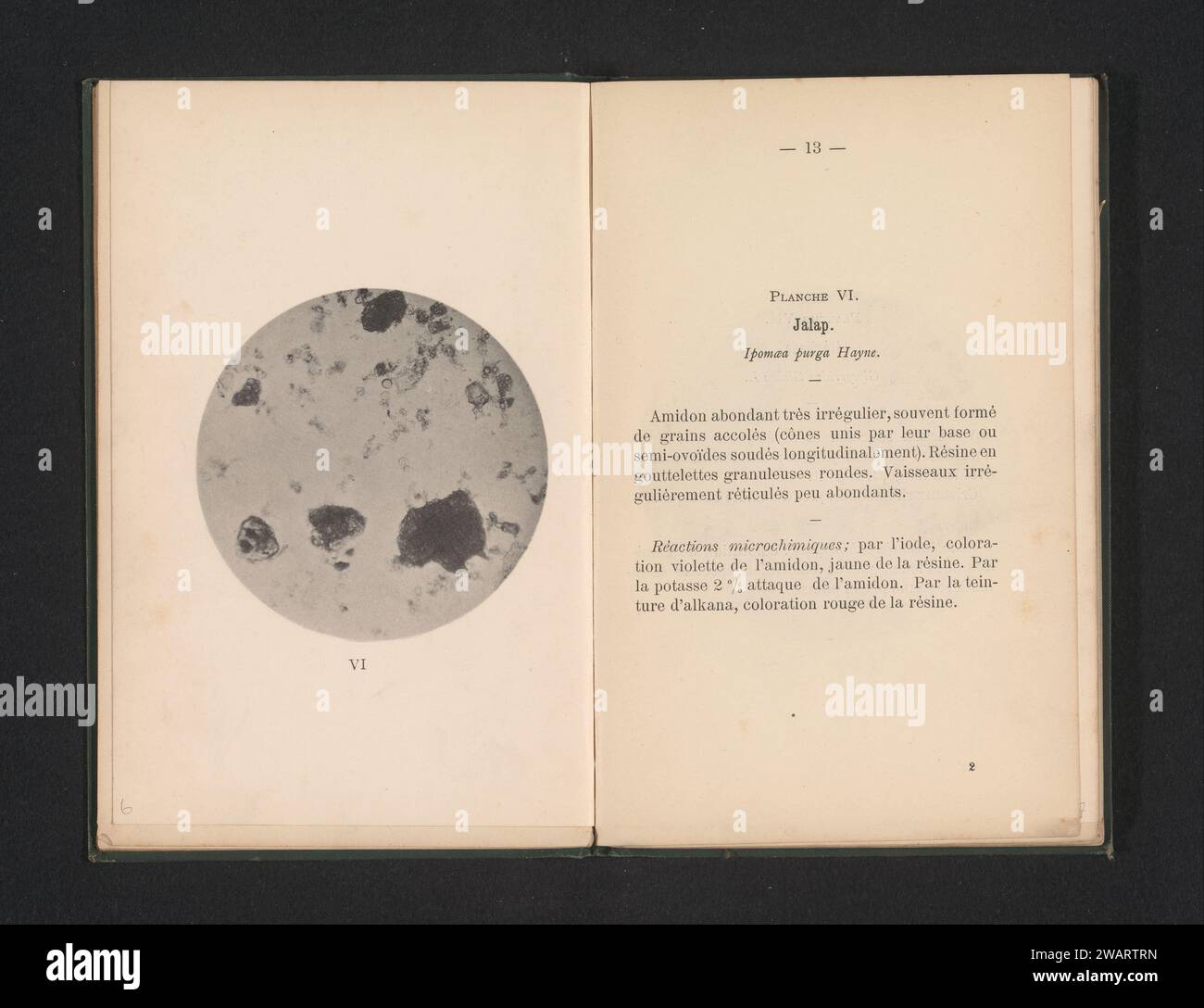 Représentation microscopique de Jalap ou Ipomoea Purga, Léon Herlant, c. 1891 - en 1896 ou avant microscope colloïdal à papier imprimé photomécanique (+ recherche scientifique) Banque D'Images