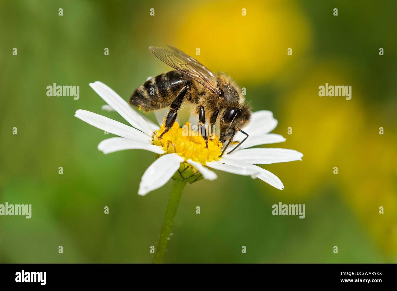 Ouvrier de l'abeille de l'Ouest (Apis mellifera) récoltant le nectar sur une pâquerette de prairie, Valais, Suisse Banque D'Images