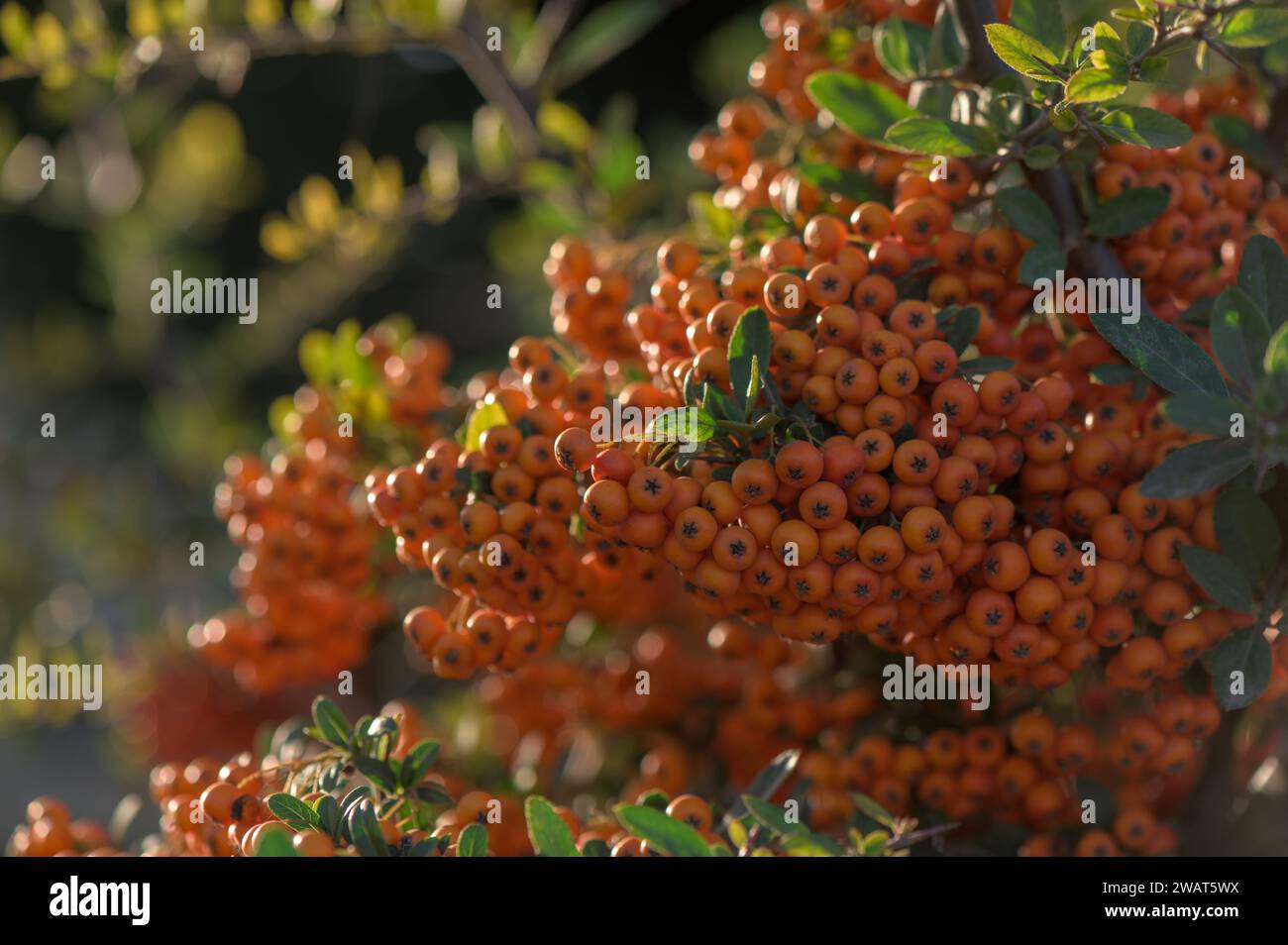 Pyracantha rouge vif dans un village de l'île de Chypre 3 Banque D'Images