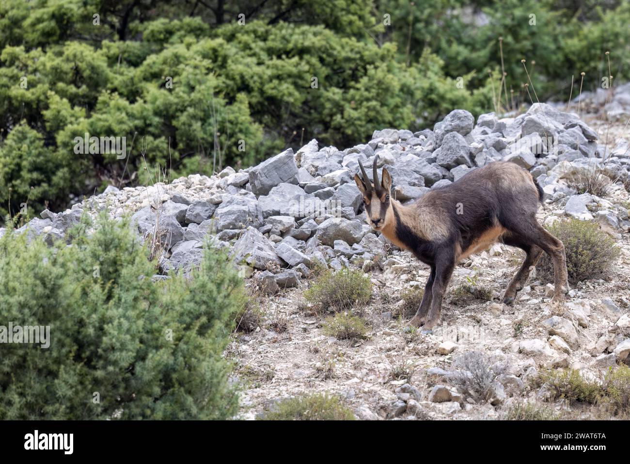 Chamois des Apennins, Rupicapra pyrenaica ornata, un animal typique de la région italienne des Abruzzes, dans le centre de l'Italie. Banque D'Images