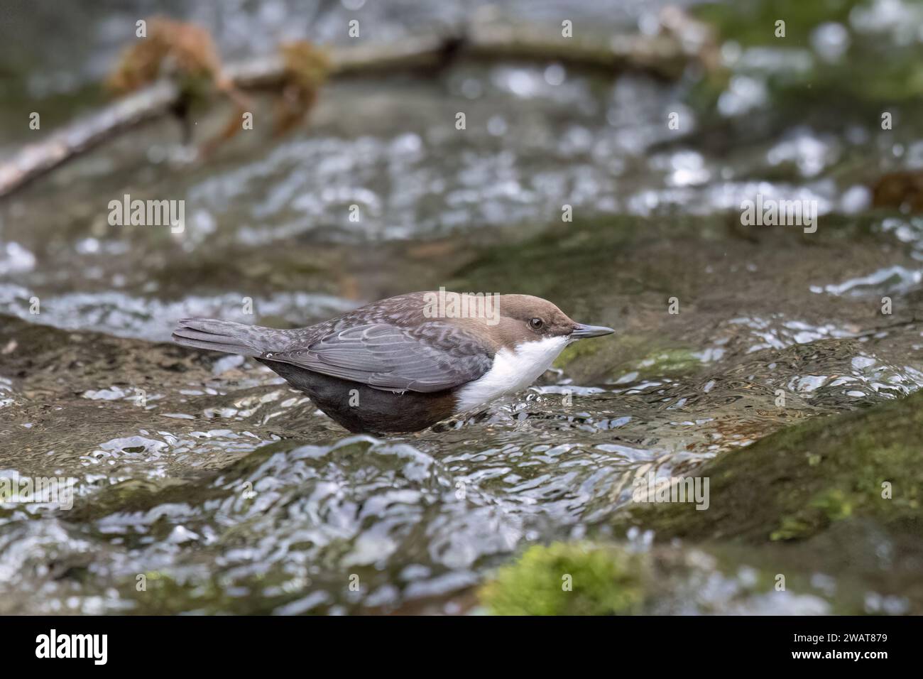 Dipper à gorge blanche (Cinclus cinclus) dans un ruisseau de montagne en Italie. Banque D'Images