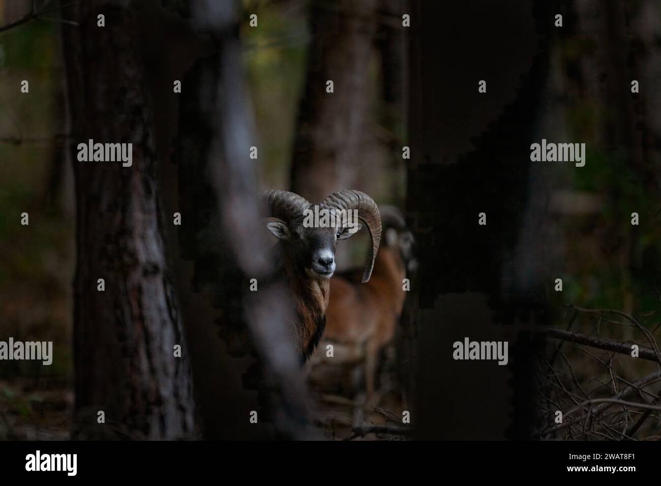 Mouflon pendant le temps d'ornitement. Troupeau de mouflons dans la forêt. Mouton brun avec cornes pliées. Banque D'Images