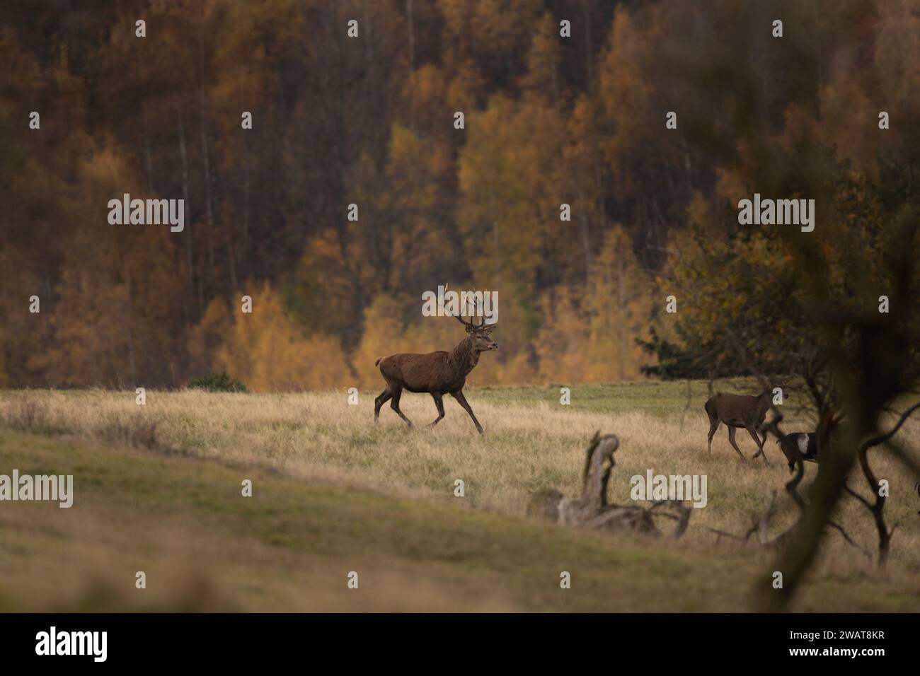 Cerf roux pendant le temps d'ornithologie. Mâle de cerf sur la prairie. Troupeau de cerfs dans les montagnes. Banque D'Images Cerf roux pendant le temps d'ornithologie. Mâle de cerf sur la prairie. Troupeau de cerfs dans les montagnes. Banque D'Images