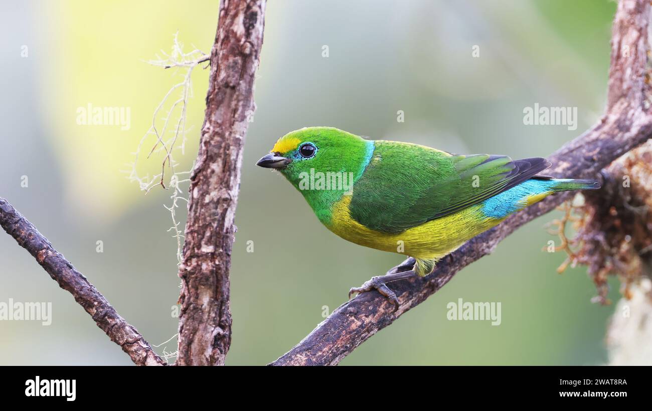 Chlorophonie à nuque bleue, oiseau tropical coloré de Colombie Banque D'Images