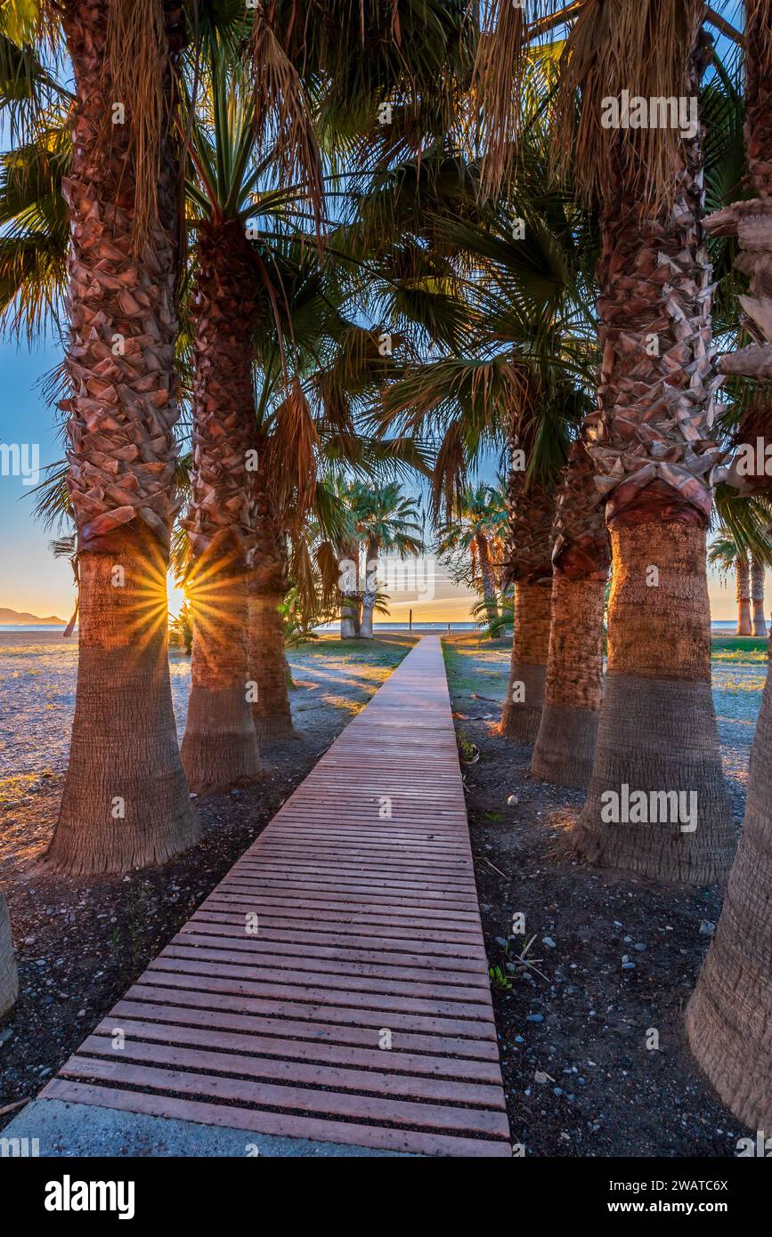 Passerelle bordée de palmiers qui donne accès à la plage de Poniente de Motril, Costa Tropical de Granada. Banque D'Images