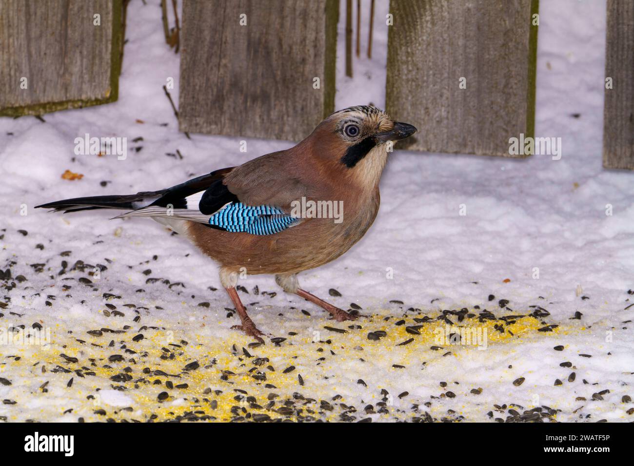 Garrulus glandarius genre Garrulus famille Corvidés Jay eurasien nature sauvage photographie d'oiseaux, image, papier peint Banque D'Images