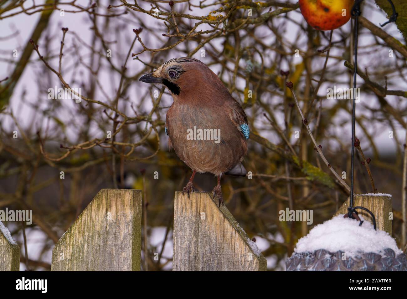 Garrulus glandarius genre Garrulus famille Corvidés Jay eurasien nature sauvage photographie d'oiseaux, image, papier peint Banque D'Images