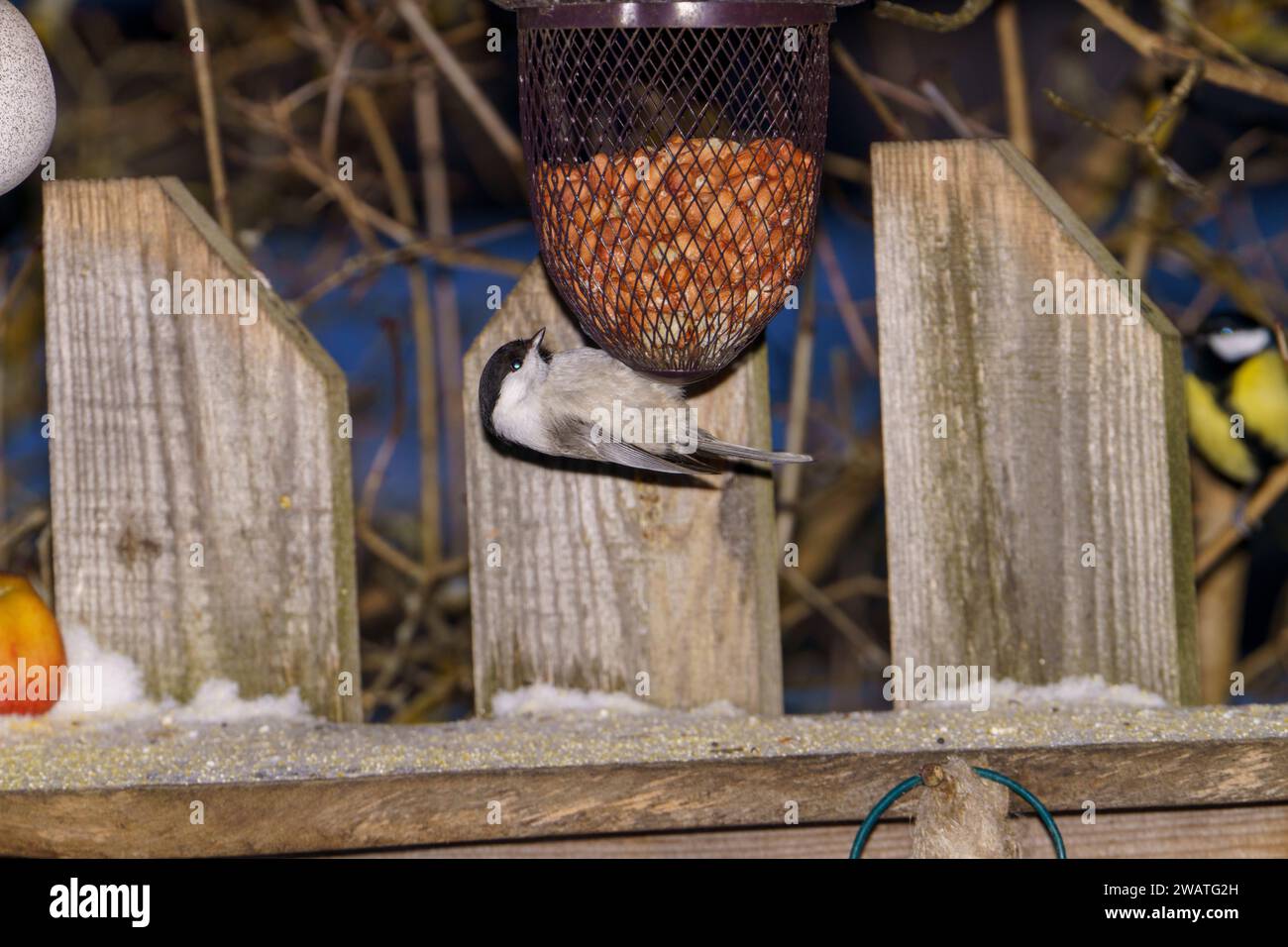 Parus palustris famille Paridae Genus Poecile Marsh tit nature sauvage photographie d'oiseaux, image, papier peint Banque D'Images