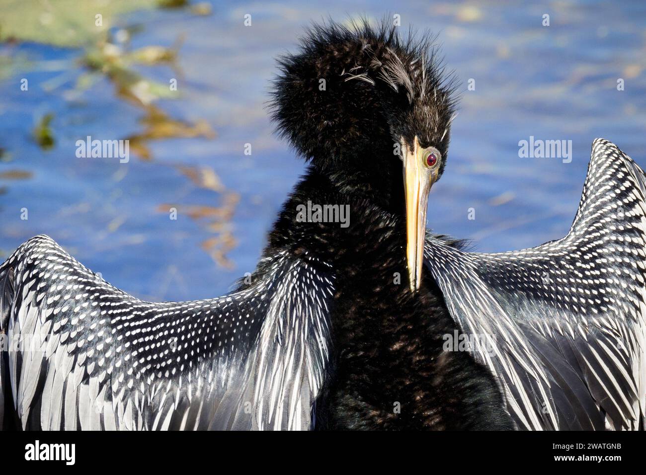 Élégance à plumes : gros plan de l'élevage des oiseaux d'Anhinga dans les marais de Floride Banque D'Images