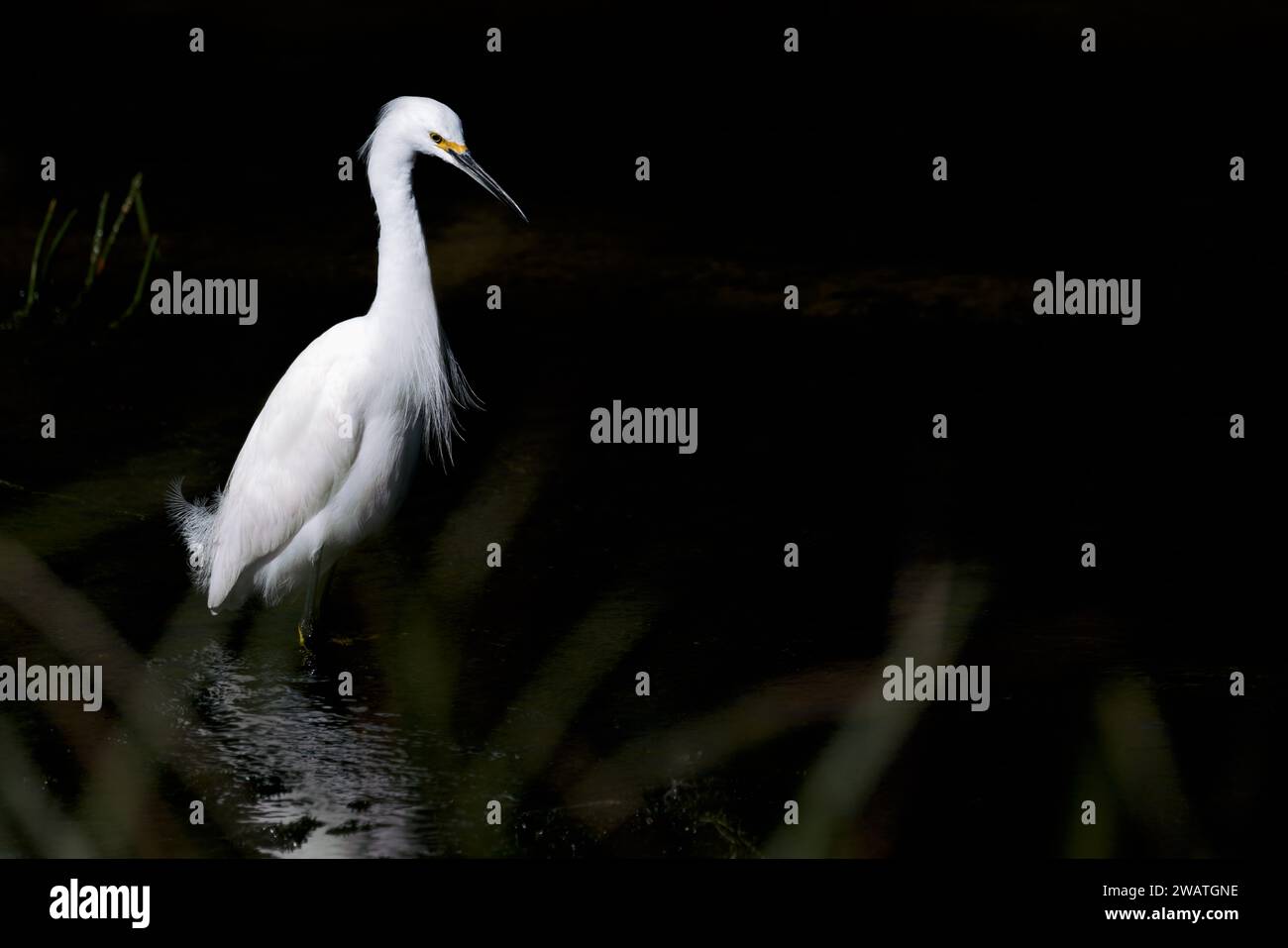 Isolation dramatique : Striking Snowy Egret est fier de son contraste spectaculaire au milieu des ombres des terres humides Banque D'Images