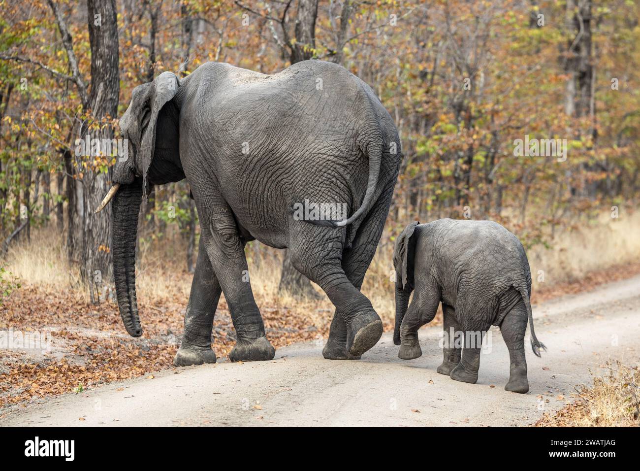 Éléphants, piste de croisement mère & veau, forêt de mopane, parc national de Liwonde, Malawi Banque D'Images