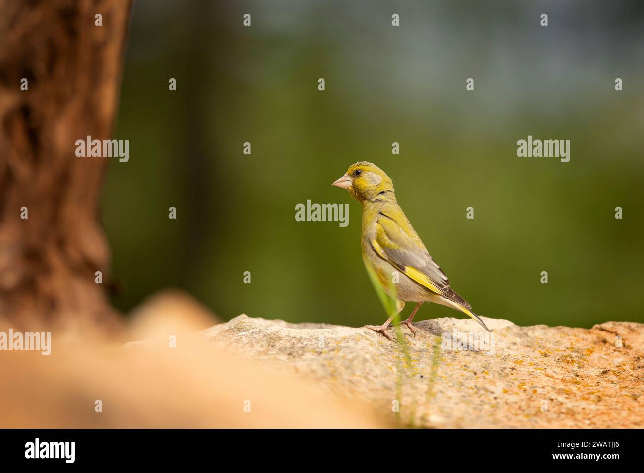 Oiseau - le finnois d'Europe (Chloris chloris) est un petit oiseau chanteur de la famille des Fringillidae et de l'ordre des Passériformes. Banque D'Images