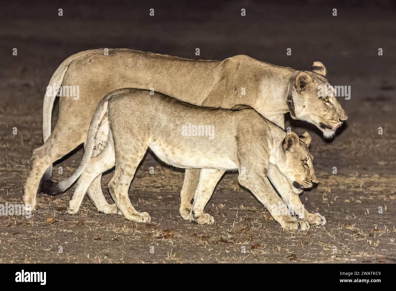 Lions, parc national de Liwonde, Malawi Banque D'Images