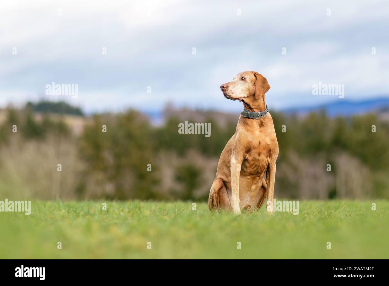 Un vieux chien Magyar Vizsla dehors Banque D'Images Un vieux chien Magyar Vizsla dehors Banque D'Images