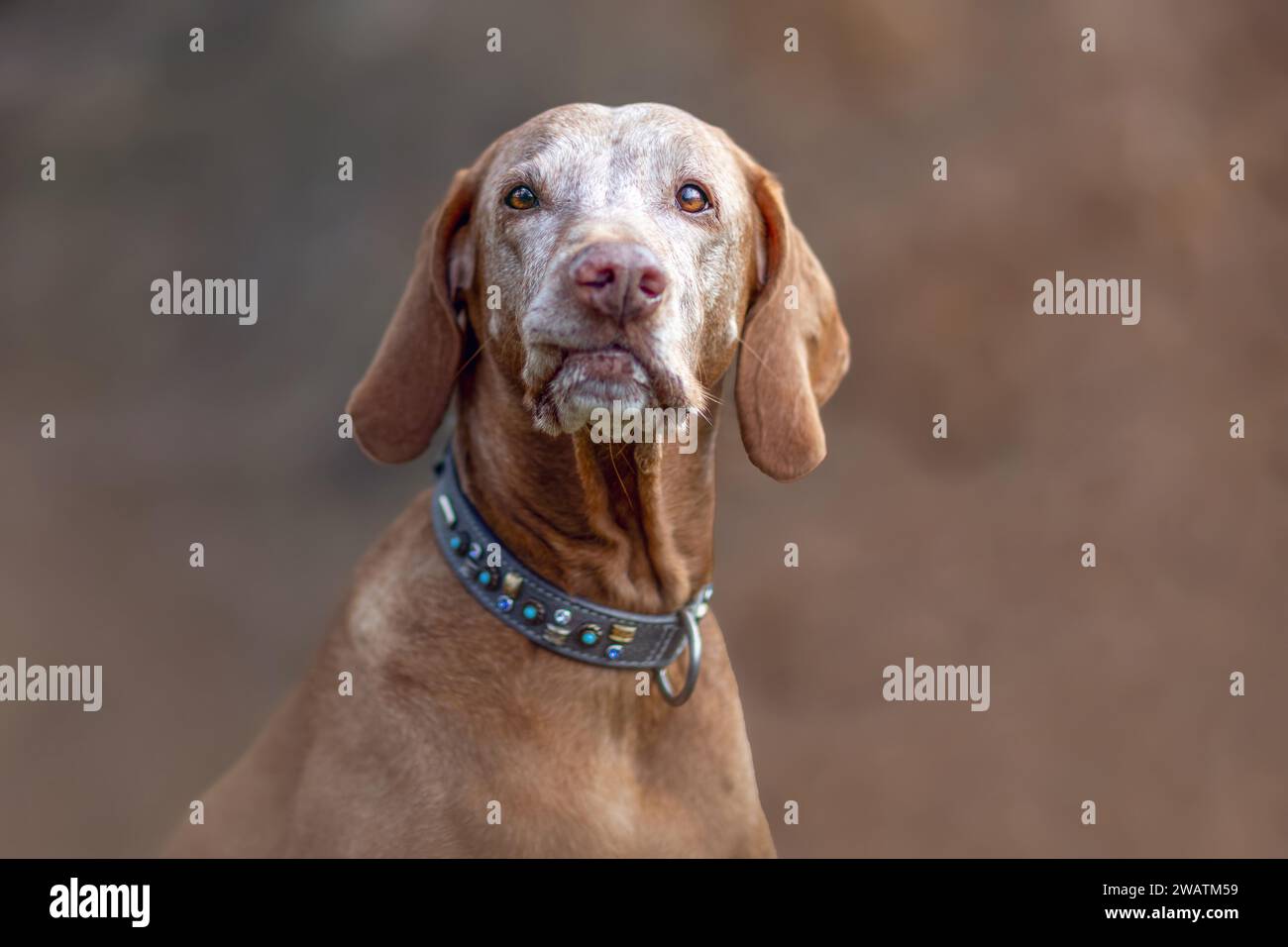 Un vieux chien Magyar Vizsla dehors Banque D'Images Un vieux chien Magyar Vizsla dehors Banque D'Images