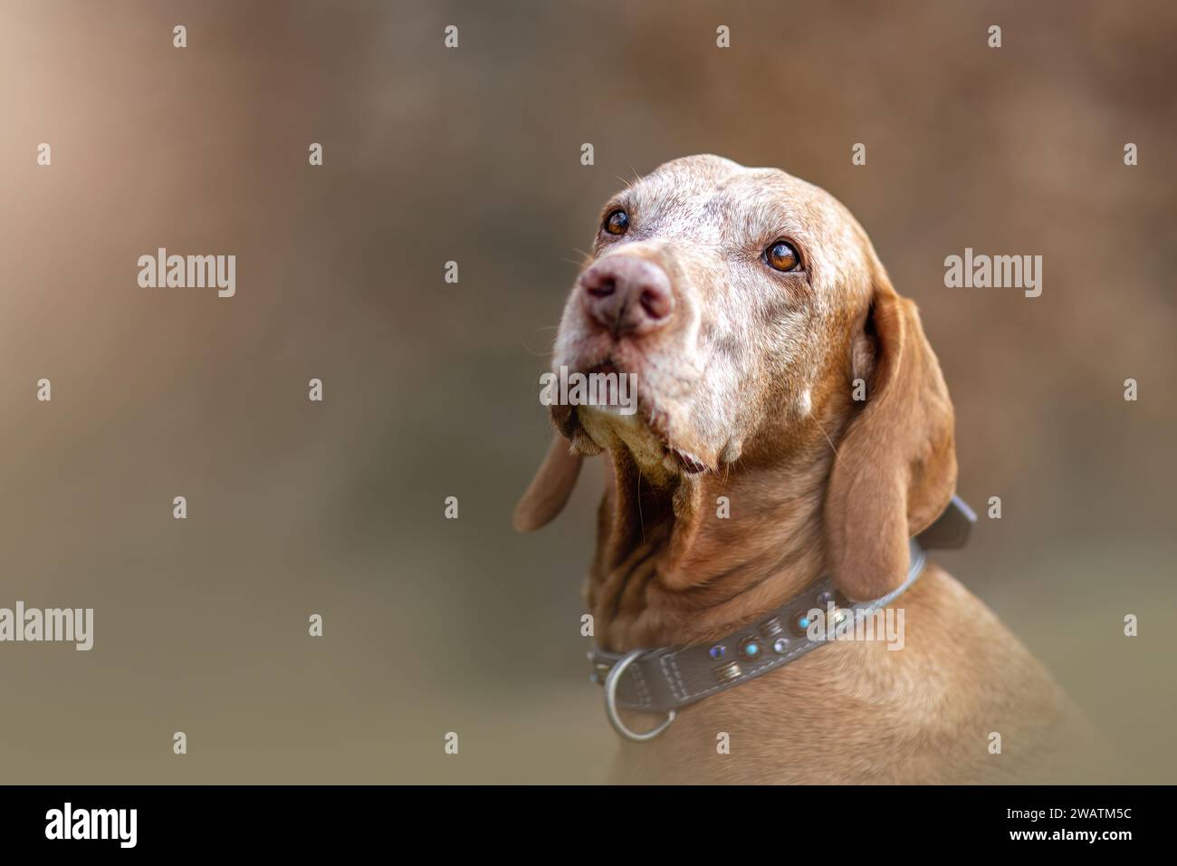 Un vieux chien Magyar Vizsla dehors Banque D'Images Un vieux chien Magyar Vizsla dehors Banque D'Images