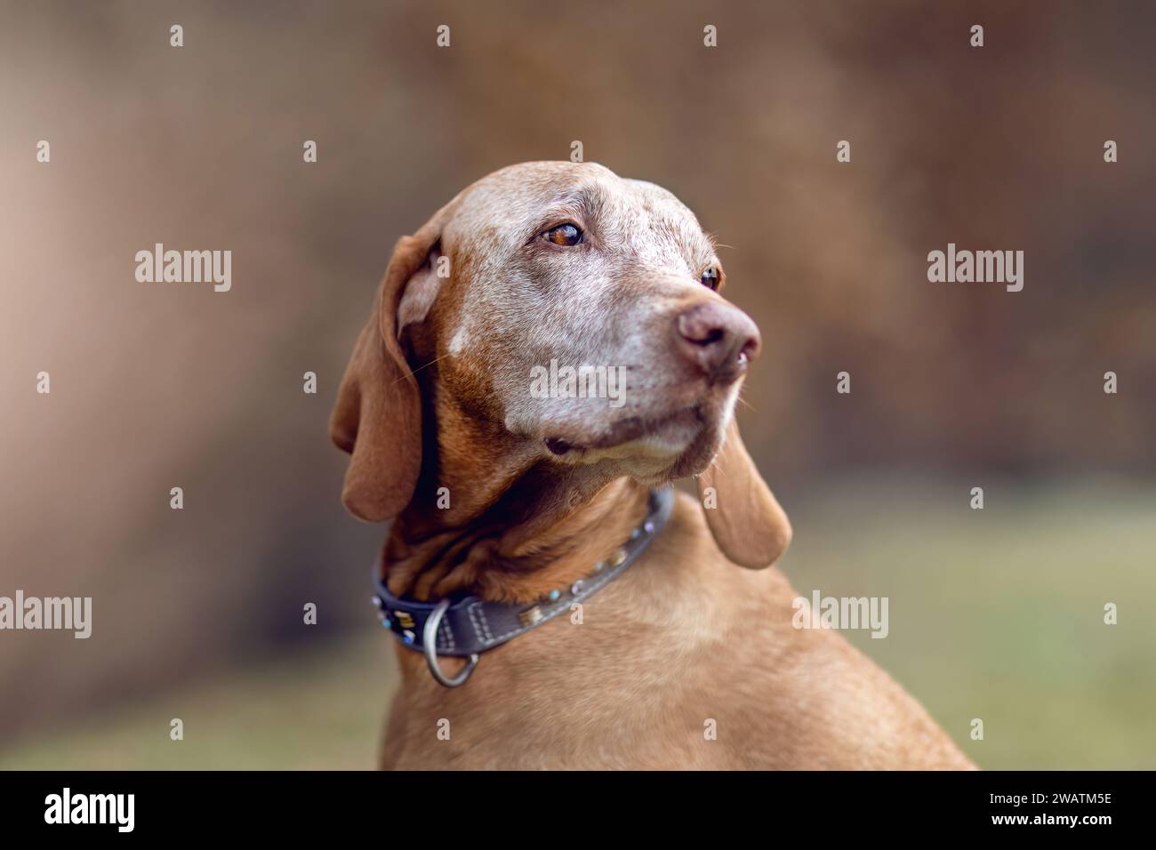 Un vieux chien Magyar Vizsla dehors Banque D'Images Un vieux chien Magyar Vizsla dehors Banque D'Images