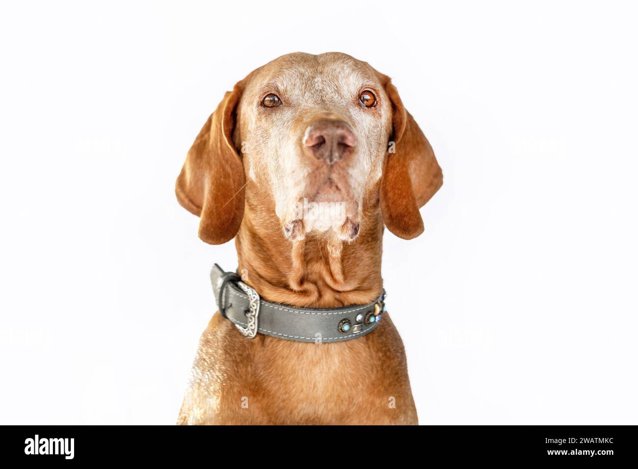 Un vieux chien Magyar Vizsla isolé sur fond blanc Banque D'Images Un vieux chien Magyar Vizsla isolé sur fond blanc Banque D'Images
