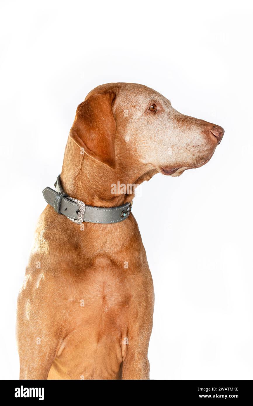 Un vieux chien Magyar Vizsla isolé sur fond blanc Banque D'Images Un vieux chien Magyar Vizsla isolé sur fond blanc Banque D'Images