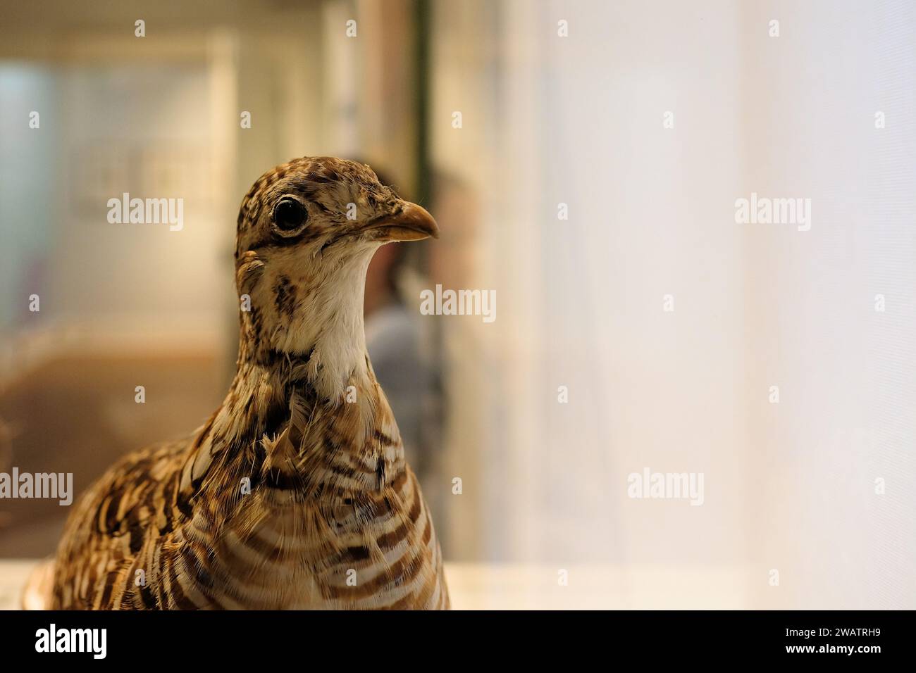 Spécimen de poule de la bruyère farcie (Tympanuchus cupido cupido) ; une sous-espèce éteinte du poulet des grandes Prairies qui était autrefois commune en Amérique du Nord. Banque D'Images