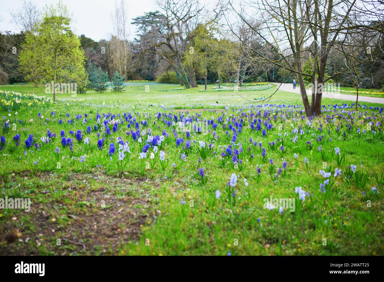 Beaucoup de belles jacinthes bleues et violettes dans l'herbe verte dans un parc de Paris, France sur une belle journée de printemps Banque D'Images