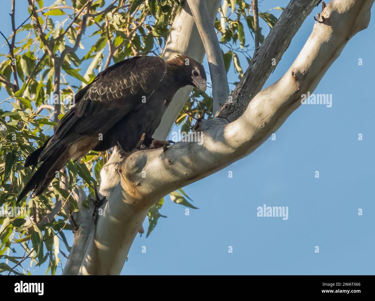 L'aigle à queue biseautée (Aquila audax) est le plus grand oiseau de proie du continent australien. Banque D'Images