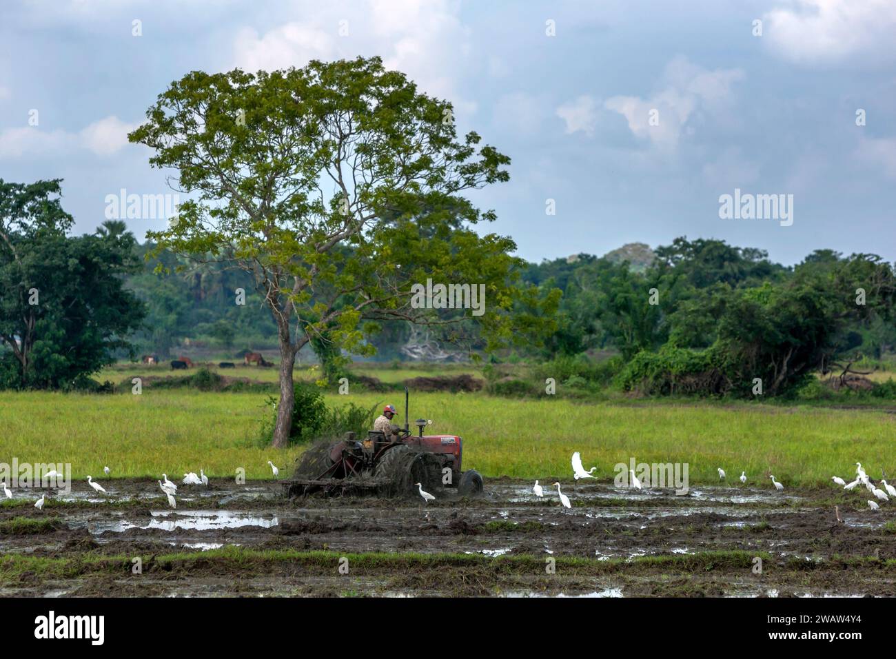 Un agriculteur cultive une rizière à l'aide d'un tracteur dans la province du Nord-est du Sri Lanka. Banque D'Images