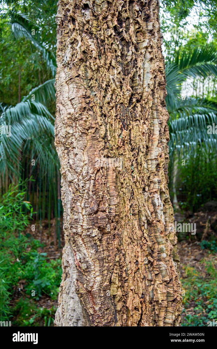 Cork Oak Tree en Italie Banque D'Images